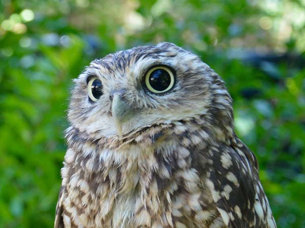 Civetta Delle Tane Bird Control Italia