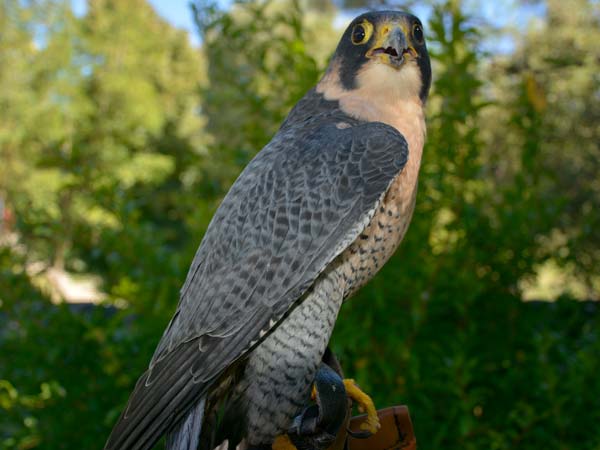 La Potenza del Volo - Falco Pellegrino